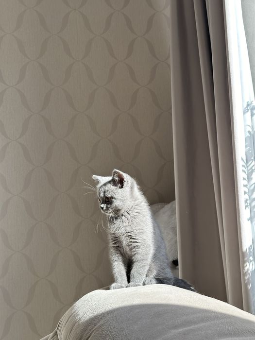 Красивые шотландские котята