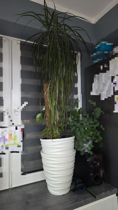 Kwiat doniczkowy dracena z doniczką i osłona donicy