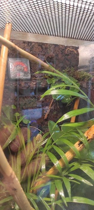 Gotowe terrarium dla kraba / gekona / kameleona / żabek / żółwia