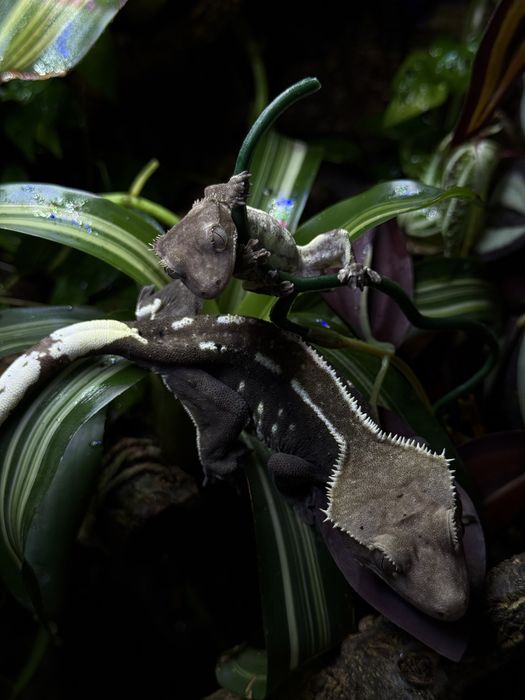 Gekon orzesiony NS /+ mozliwe terrarium bioaktywne szklane / akryloweharlequin, lilly White, dalmatian, porthole, brindle)