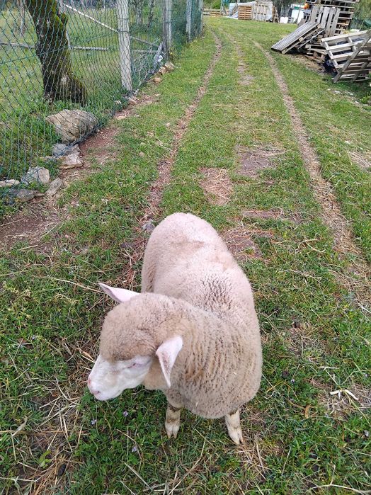 Borrega ill france  para mudança de pasto