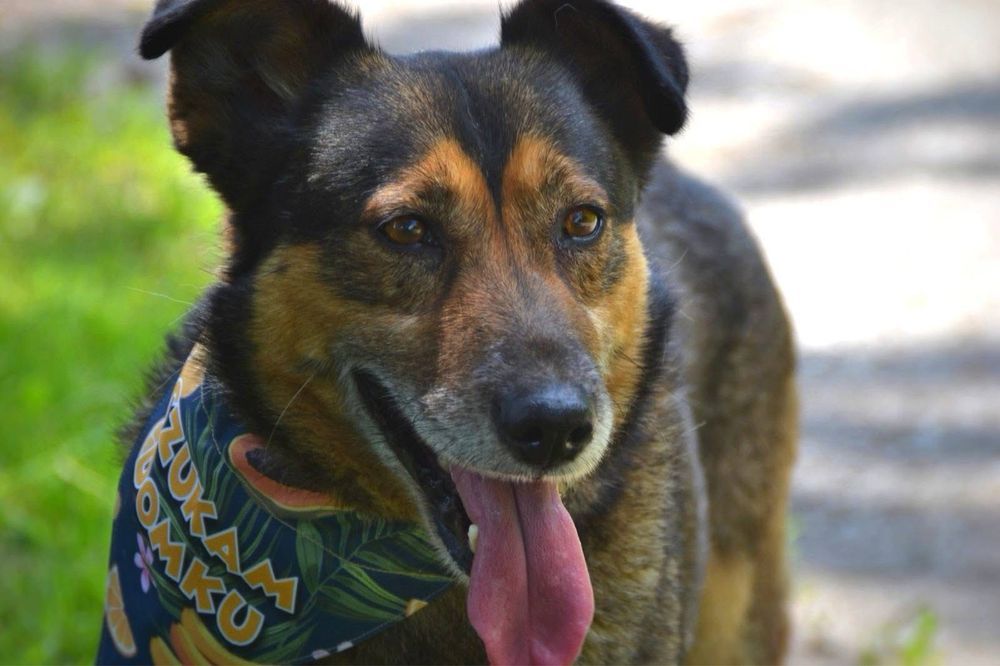 Wafelek szuka domu! Adopcja