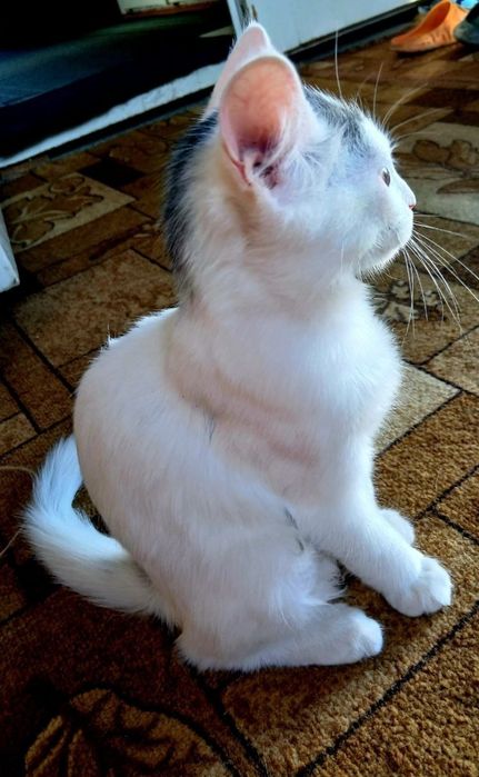 Срочно віддаємо котят в хороші руки
