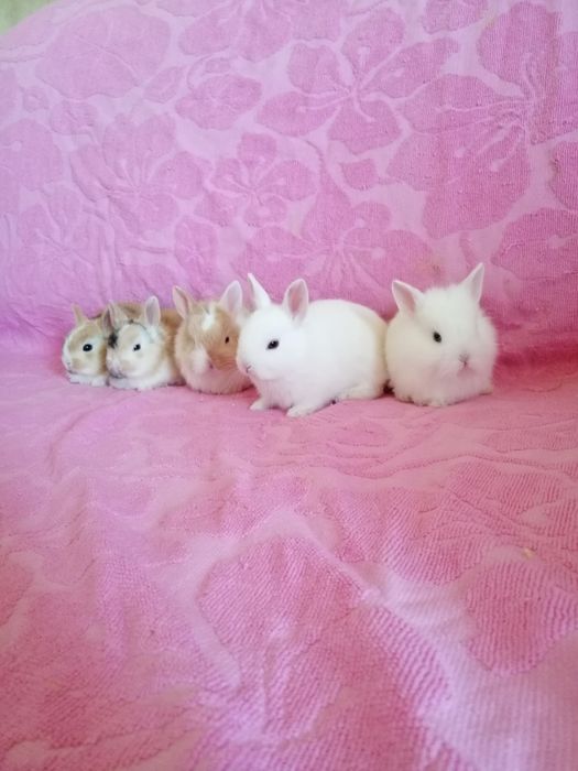 Króliki karzełki króliki miniaturki