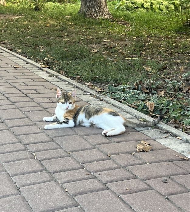 Котики 3 місяці (2 дівчинки та хлопчик)