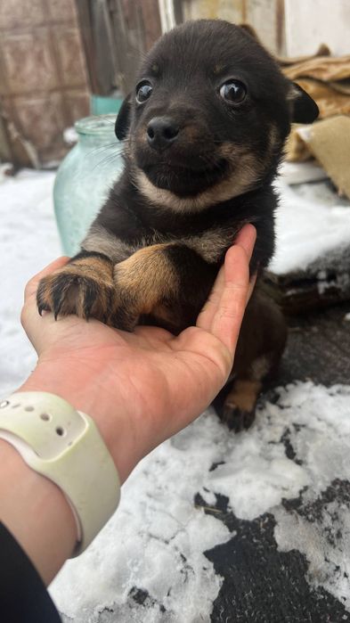 Аіддам_ цуценя_ собаки_ ляля