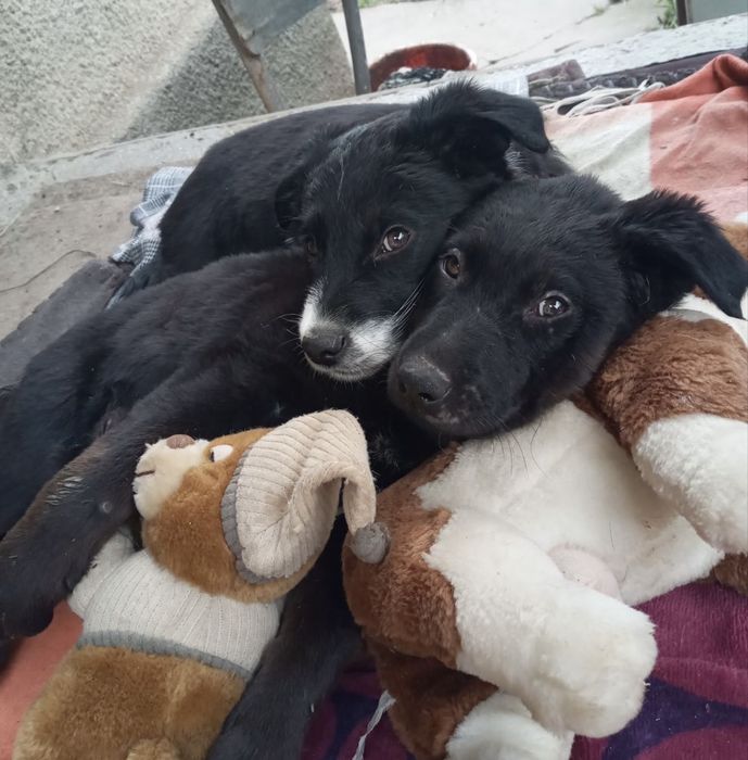 Прилаштовується у добрі ручки !