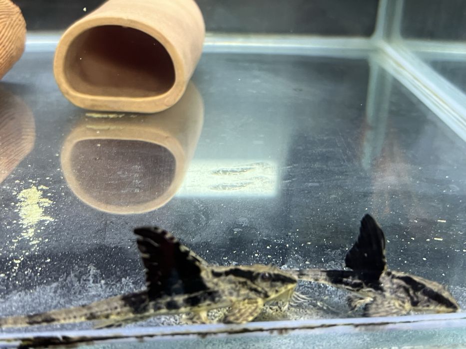 Loricaria Rio Atabapo