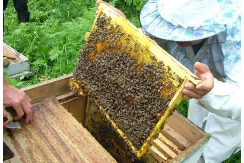 Продам пчелопакеты