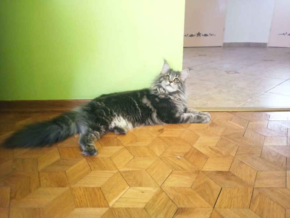 Maine Coon-koteczka po Championie