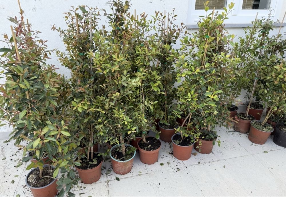 Eugenia Myrtifolia Newport - 100 -110 cm
