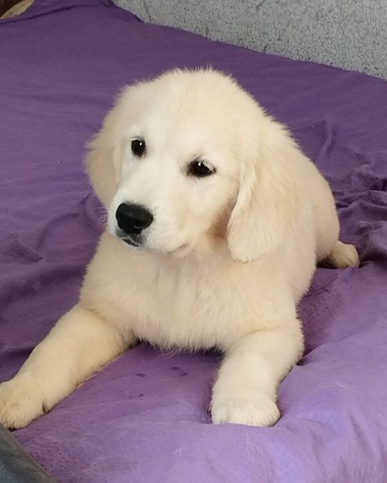 Дівчинка золотистого ретрівера шукає родину.