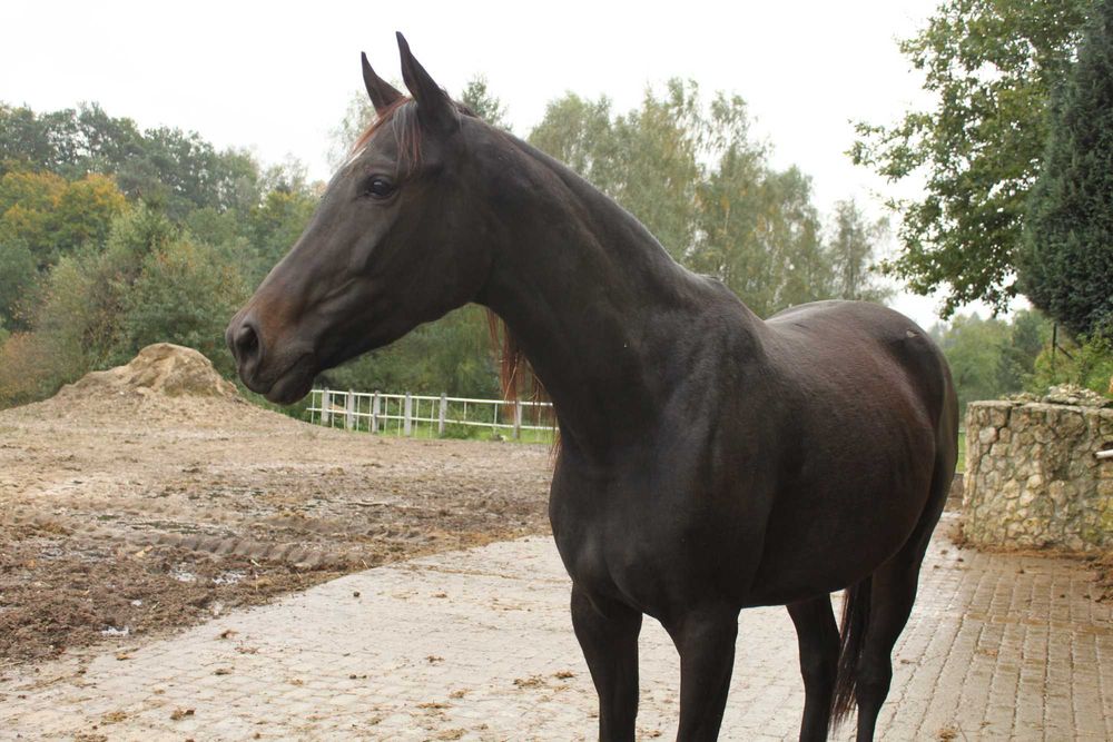 Stadnina koni prowadzi wyprzedaż koni Arabskich i Małopolskich.
