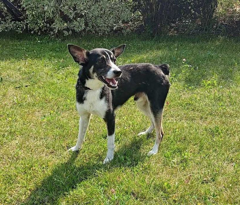 TANGO - adoptuj psa z Lubelskiego schroniska