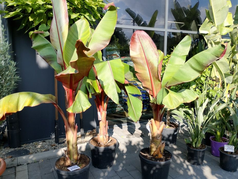 Bananowiec Maureli
