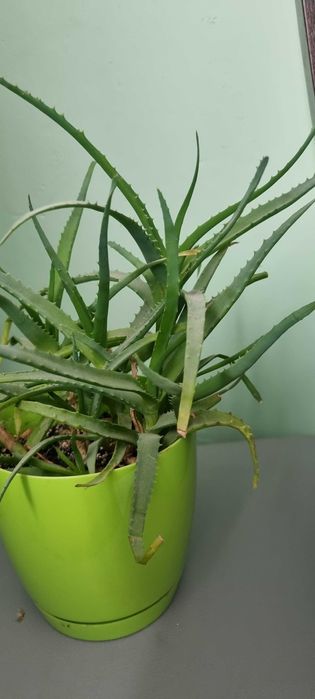Aloes drzewiasty leczniczy