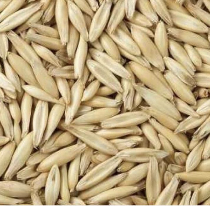 owies jary 2025, wysoka jakość, tegoroczne zbiory