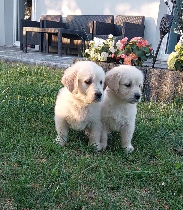 Goldeny, Golden Retriever.