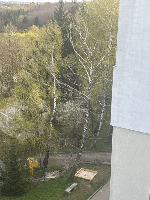 Віддаємо  дерево береза на зріз