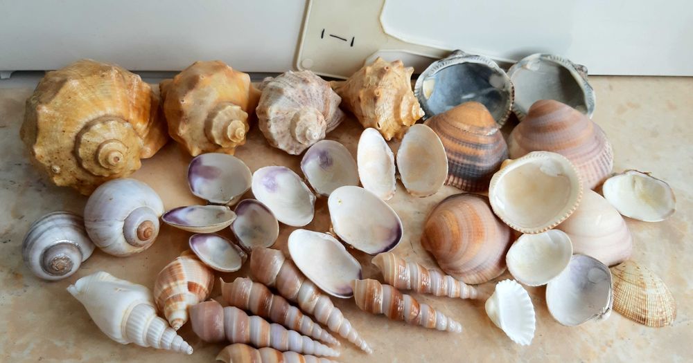 Ракушки для поделок