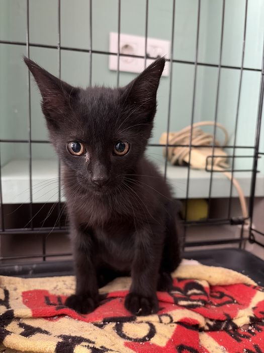 Gato bébé preto grátis