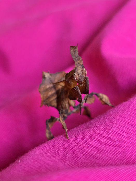 Phyllocrania paradoxa – modliszka liściogłowa L5/ straszyki