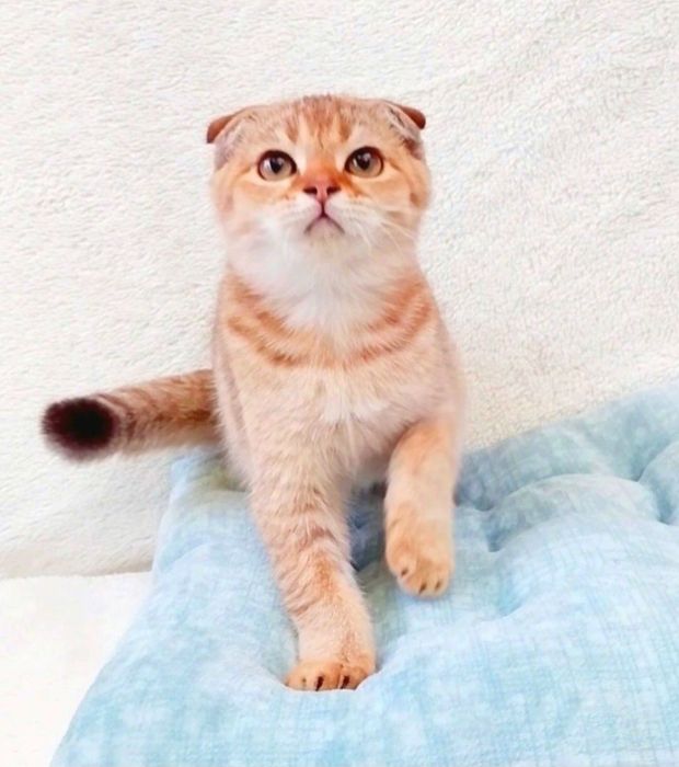 Красунчик фолдик золота шиншила хлопчик