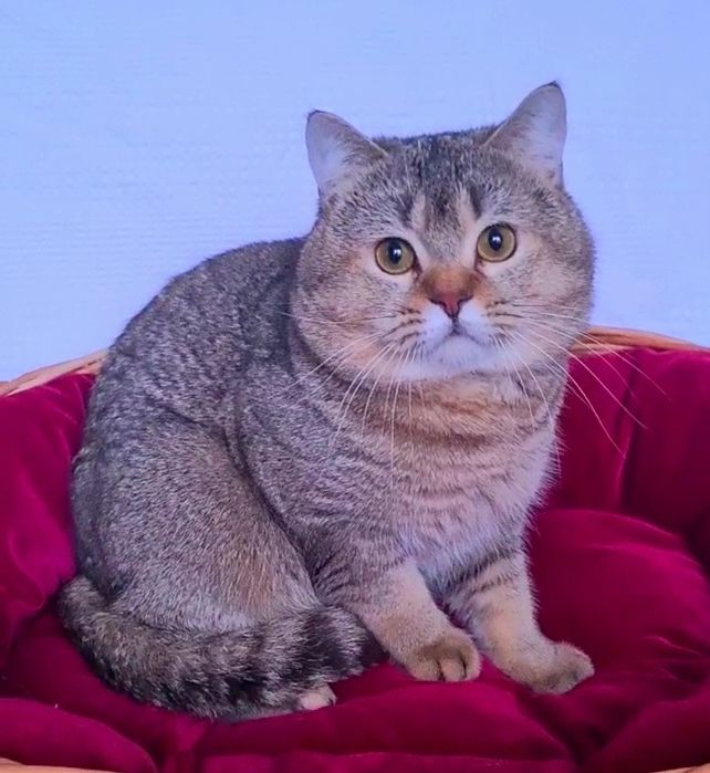 Шиншила юний котик