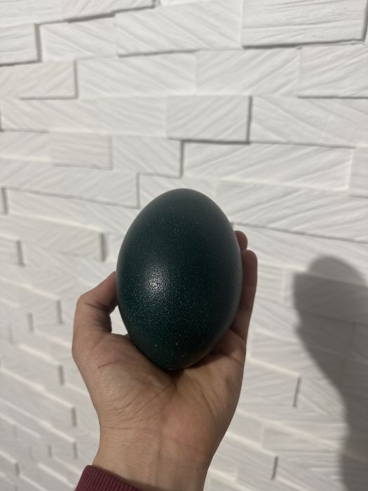 Страусине яйце Ему «пусте»