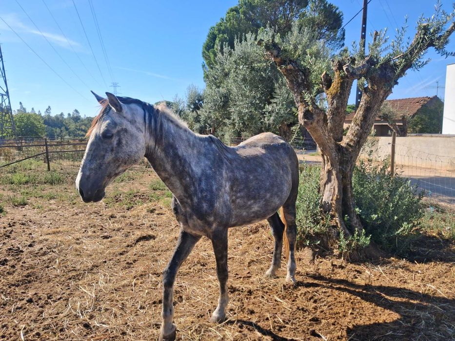 Vende Égua Lusitana