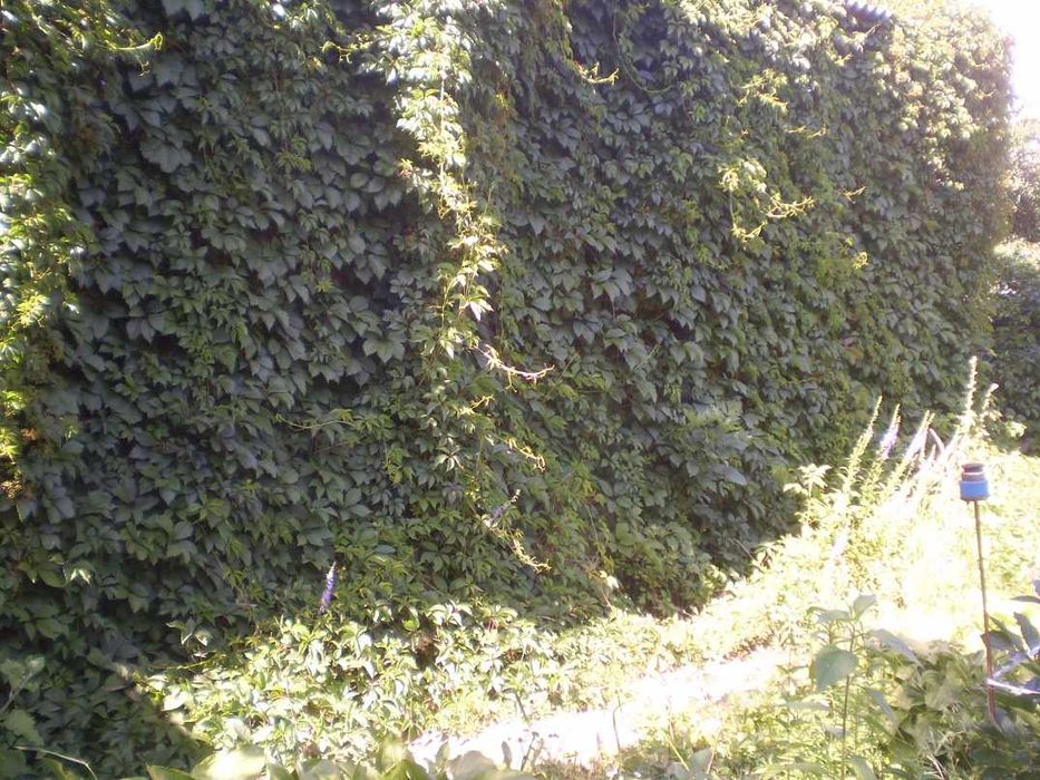 Житлове приміщення під пекарню дім літніх садок школу пансіон клініку