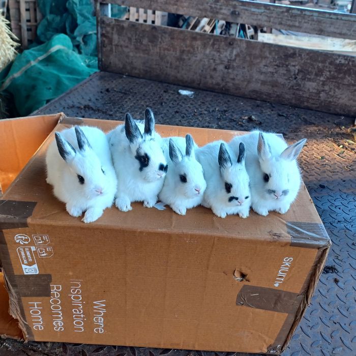 Coelhos anões  muito bonitos