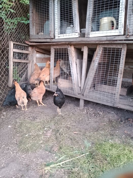 Продам курей та півня