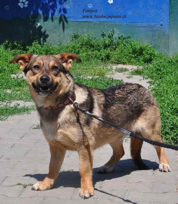 Pimpuś przyjacielski piesek do adopcji