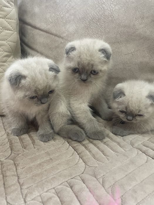 Шотландські кошенятка