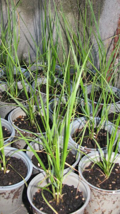 Однорічні саджанці пампасної трави рожевої (кортадерія)