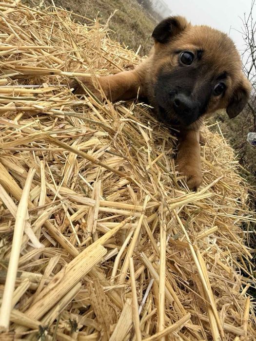 Цуценя собаченята шукають домівку
