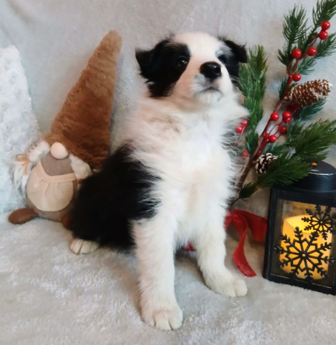 Border collie z rodowodem