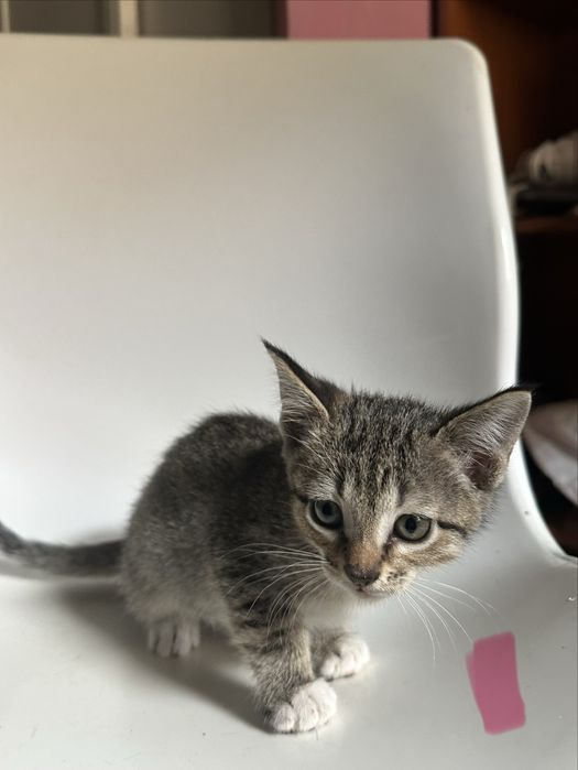 Gatos bebés para adoção