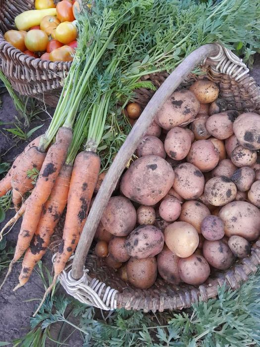 Продам участок земли 16сот с Манченки IN