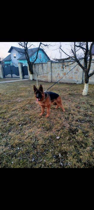 Продажу цуценят вік 2 місяці