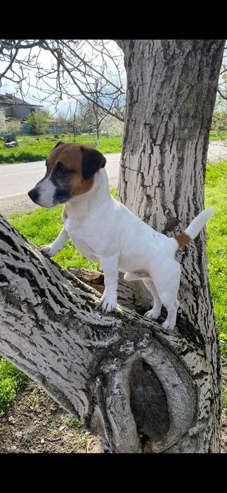 Вязка Джек Рассел терьер