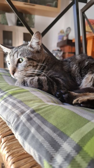 Gatinha para adopção responsável