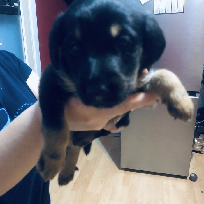 Oddam psy za 80 zł w dobre ręce