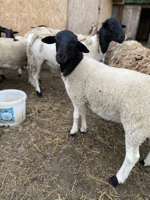 Продаються крос-дорпери