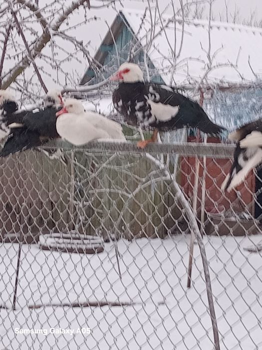 Продам індокачок