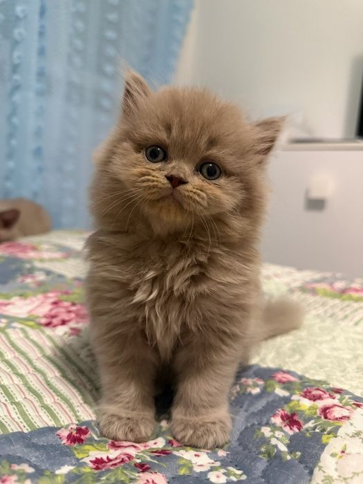 Fêmea British Longhair lilac