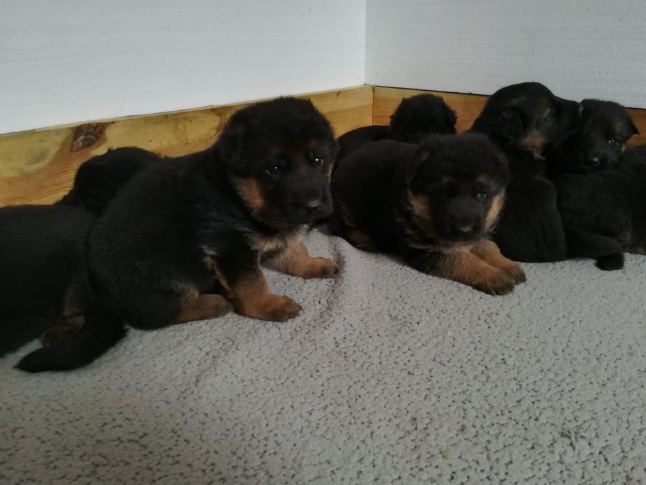 Owczarek niemiecki krótkowłosy