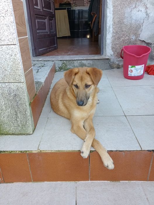 Adoção cadela castrada