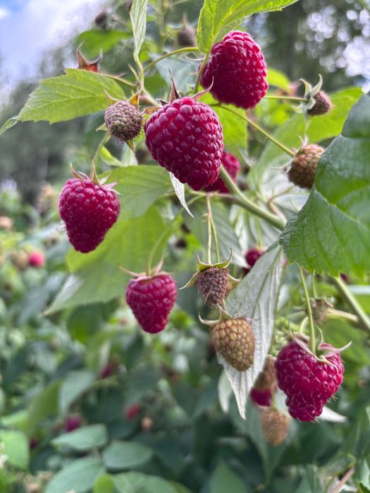 MALINY 13 zł/kg Sprzedam